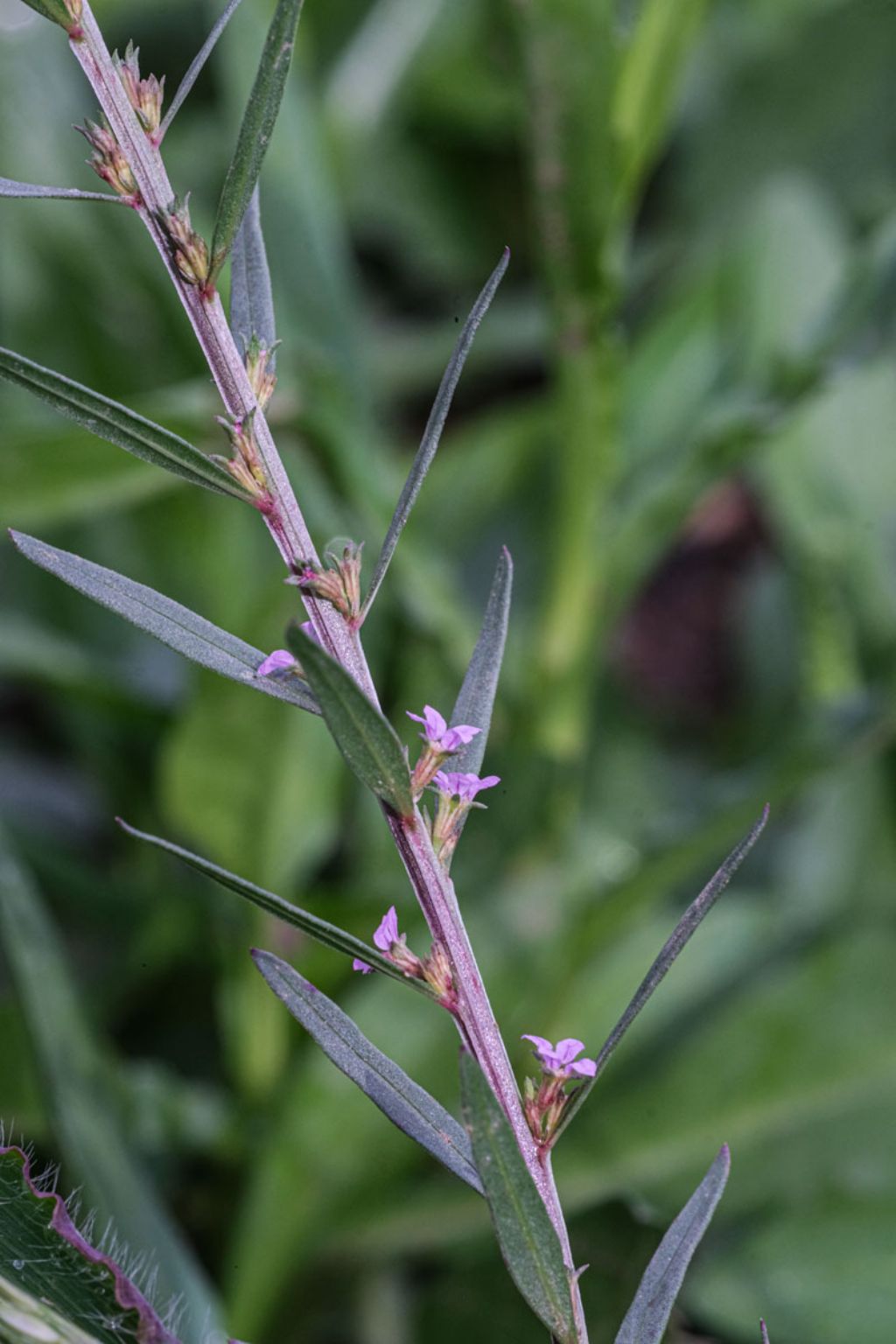 Lythrum thesioides: nuovit� per l''Italia.